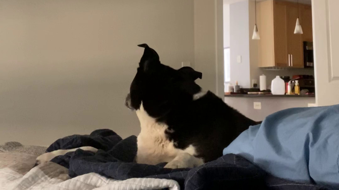 Blanket Challenge (Short)